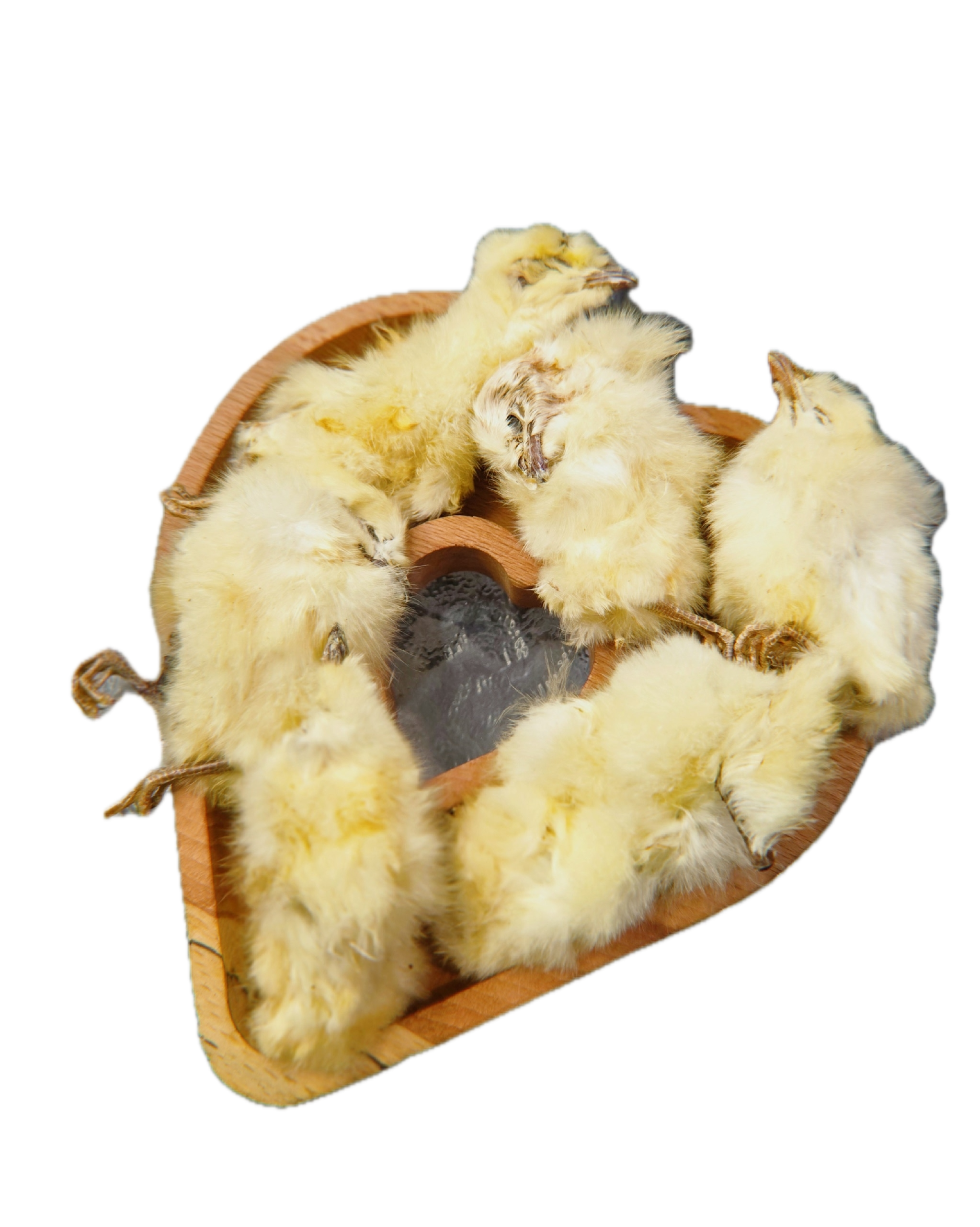 Суточные цеплята сушеные