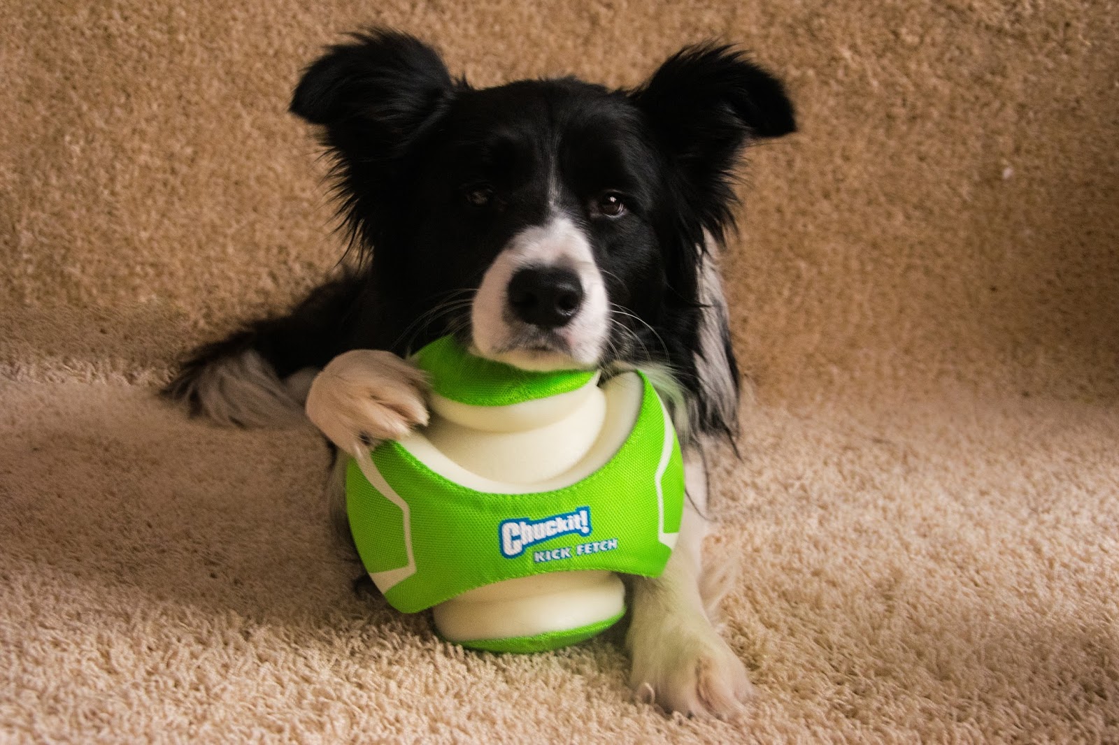CHUCKIT! Мяч светящийся прочный KICK FETCH MAX GLOW