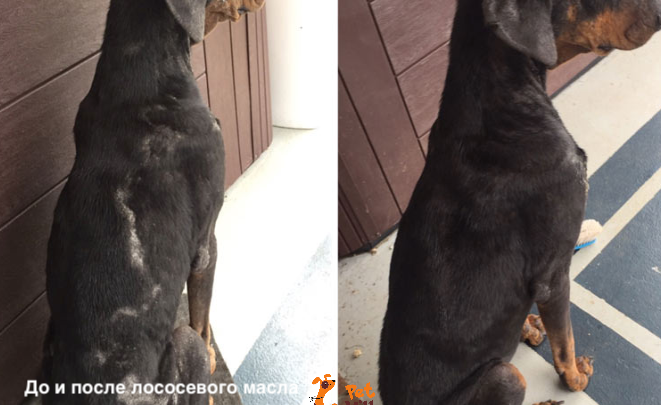 Лососевое масло 100 мл Омега 25%