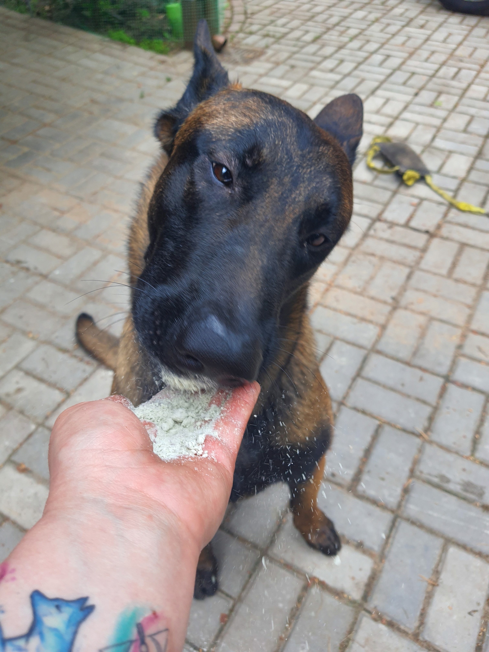 Протеин растительный для набора массы для худых и спортивных собак