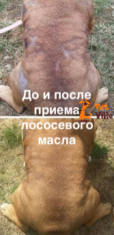 Лососевое масло 100 мл Омега 25%