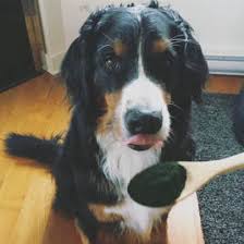 Спирулина 18 аминоксилот Spirulina 90 гр. Швеция